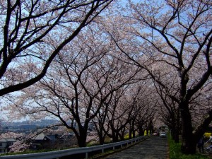 尾根緑道の桜３